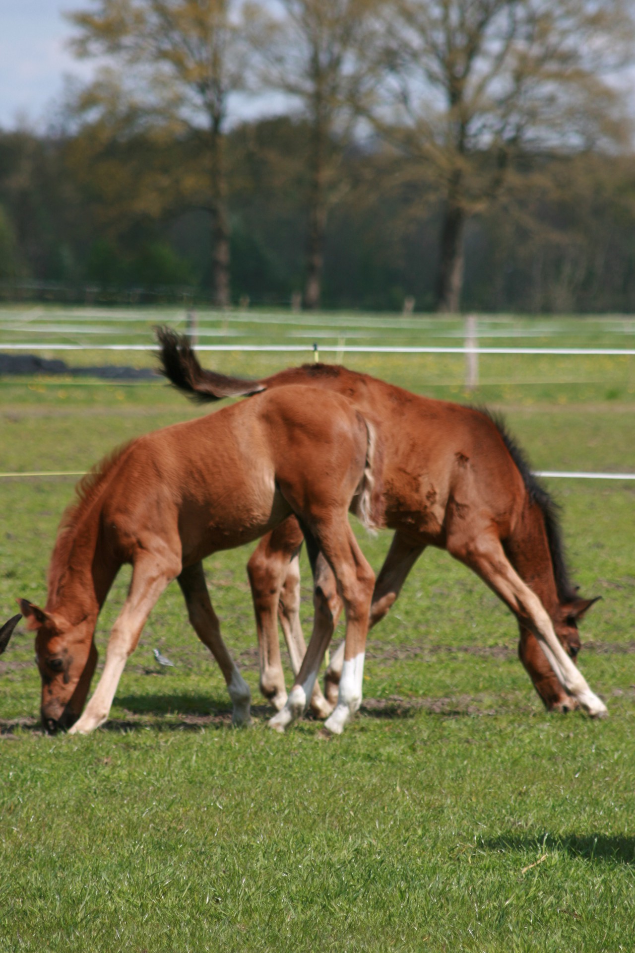 Aufzucht, das A und O
