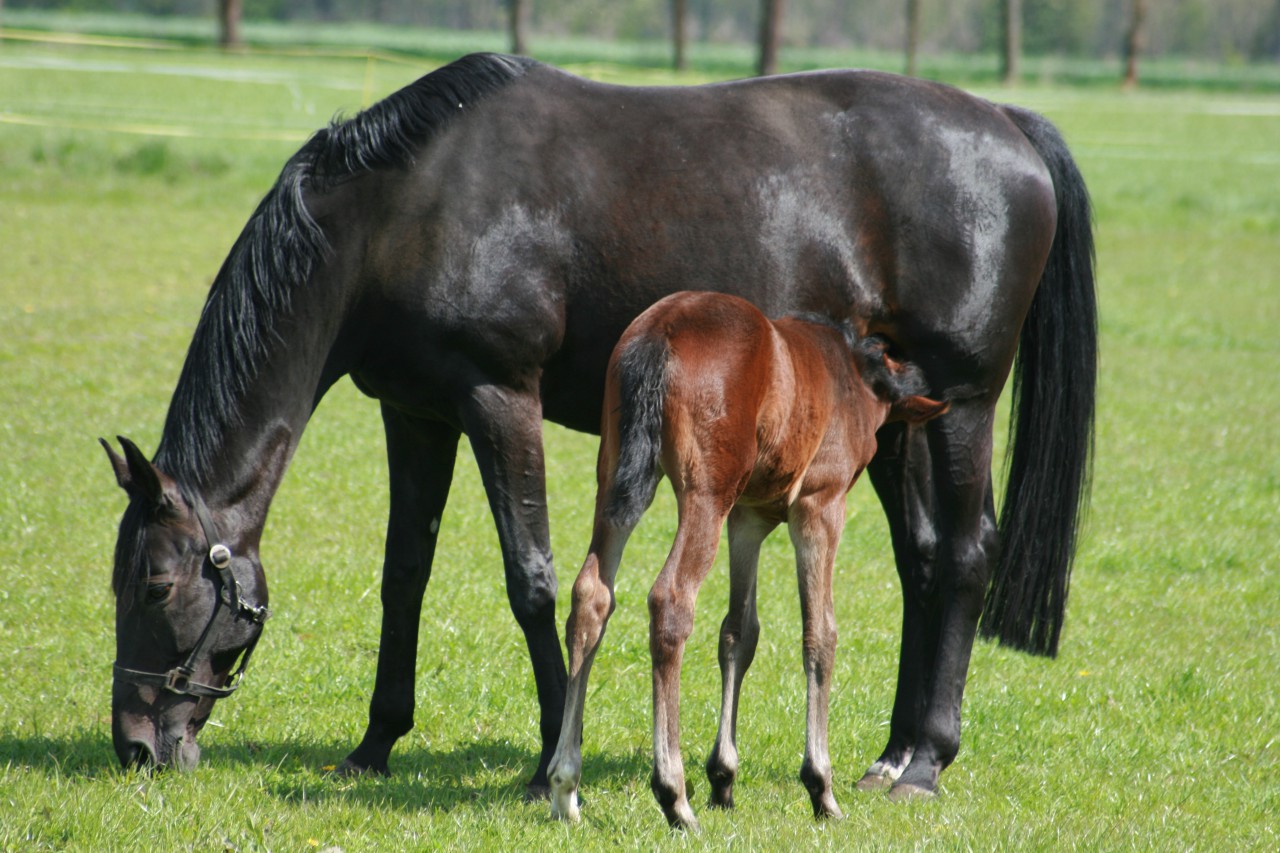 Zuchterfolg ist planbar